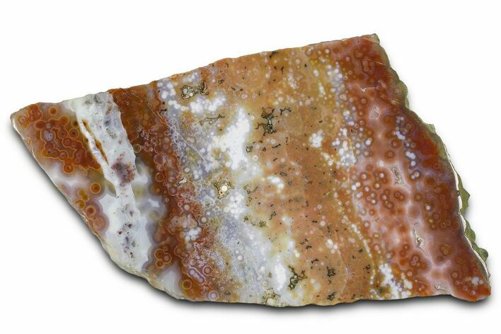 Polished Orbicular Ocean Jasper Slab - Madagascar #382014